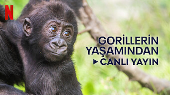 Gorillerin Yaşamından Canlı Yayın (2023)