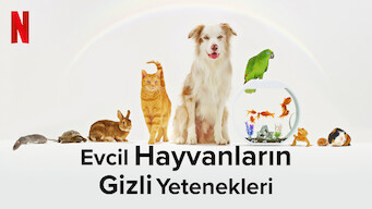 Evcil Hayvanların Gizli Yetenekleri (2022)