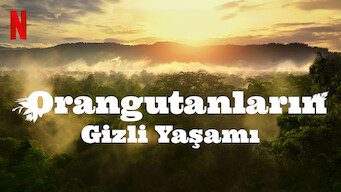 Orangutanların Gizli Yaşamı (2024)