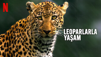 Leoparlarla Yaşam (2024)